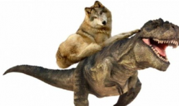 恐龙短视频,短视频带你穿越史前时代