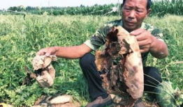 吃瓜爆料缅北事件真相,吃瓜群众眼中的真相披露