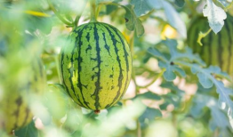 开封吃瓜最新事件爆料,揭秘最新事件幕后真相