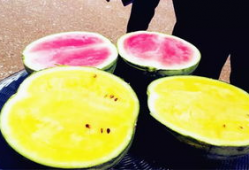 吃瓜爆料图片高清壁纸大全,吃瓜爆料图片大全赏析